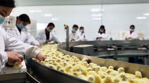 墨玉縣構建全鏈條雞肉供應體系 從牧場到餐桌的安全與品質保障